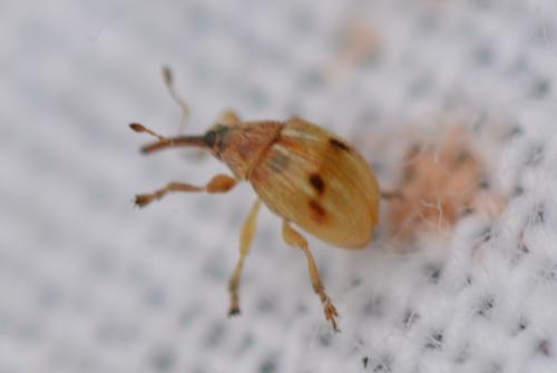 Corimalia tamarisci